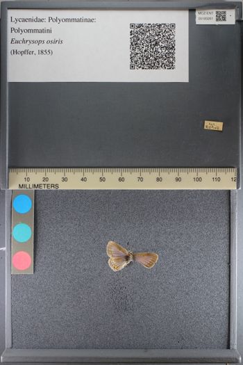 Media type: image;   Entomology 193261
